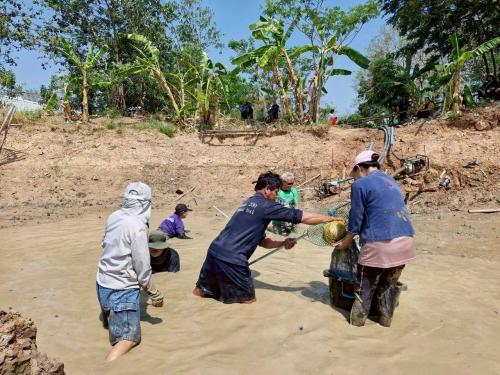 จับปลาบ่อโคก หนอง นา เพื่อนำปลาไปขยายพันธุ์ในแปลงโคก หนอง นา